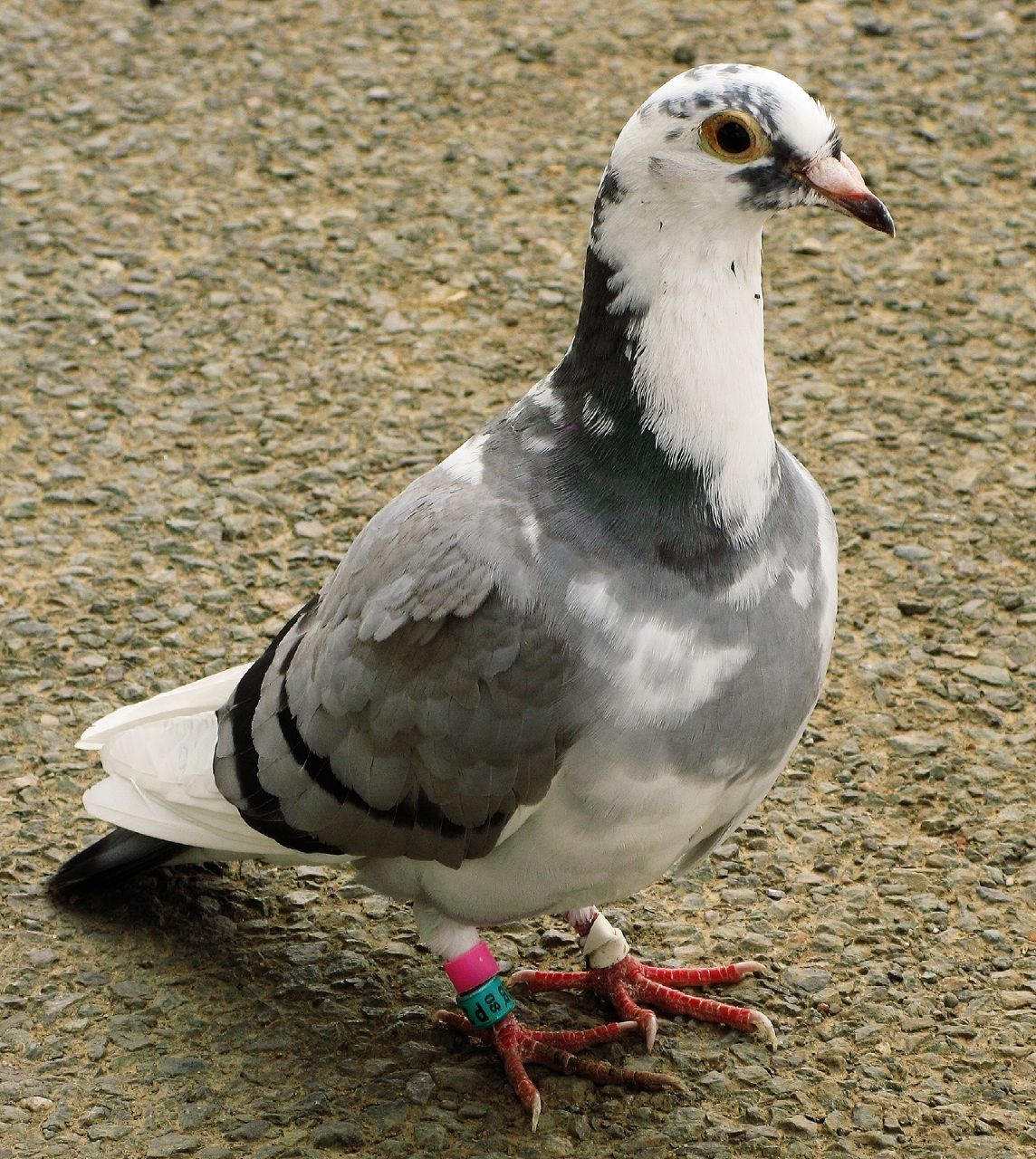 A Beginners Guide To Racing Pigeons Hobby Sports